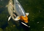 carpe koi (13)